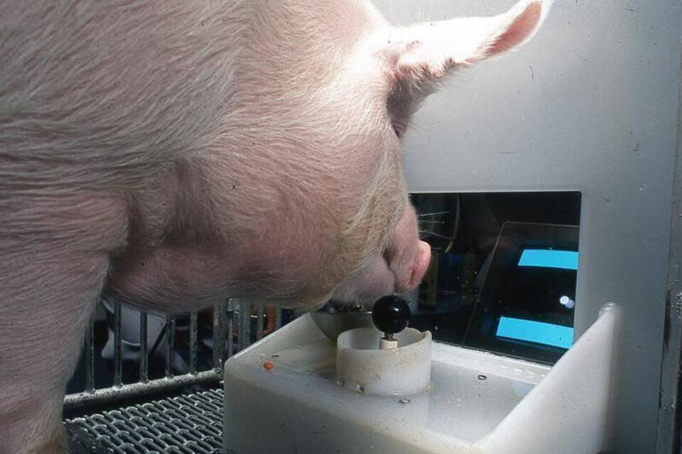 Schwein Schwein