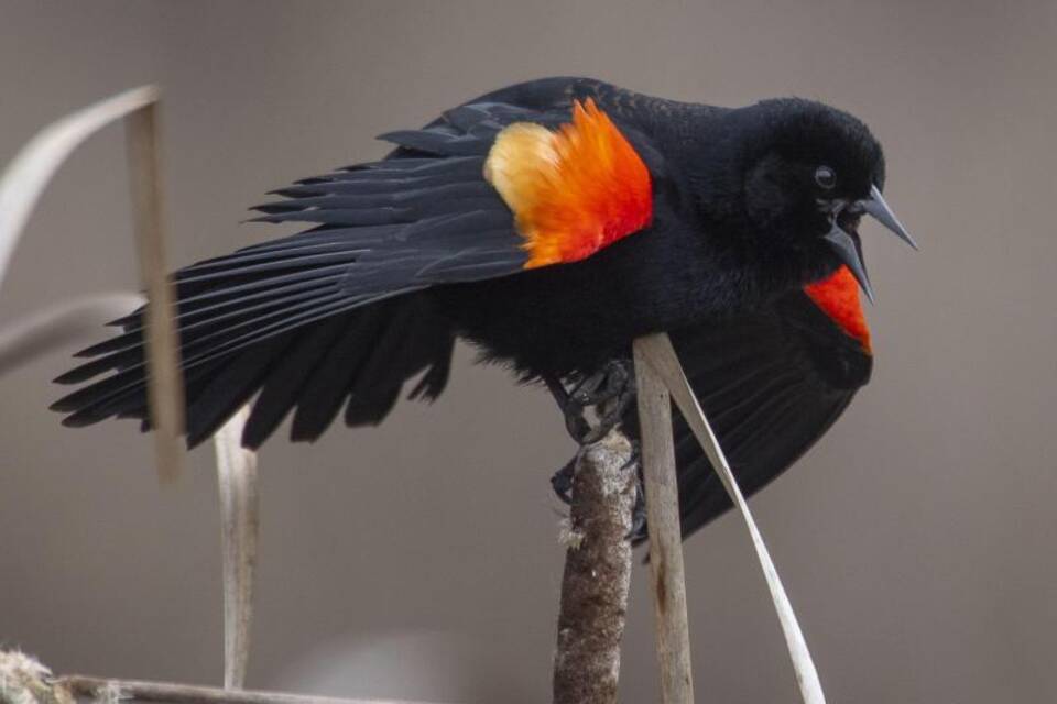 Vogelgezwitscher Vogelgezwitscher