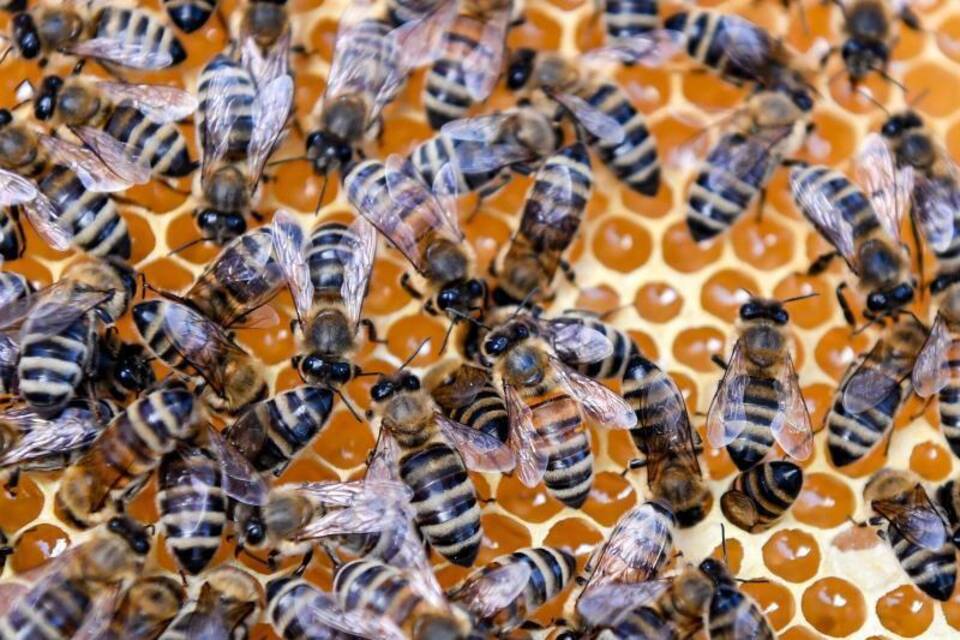 Britische Imker gegen Import von Bienen