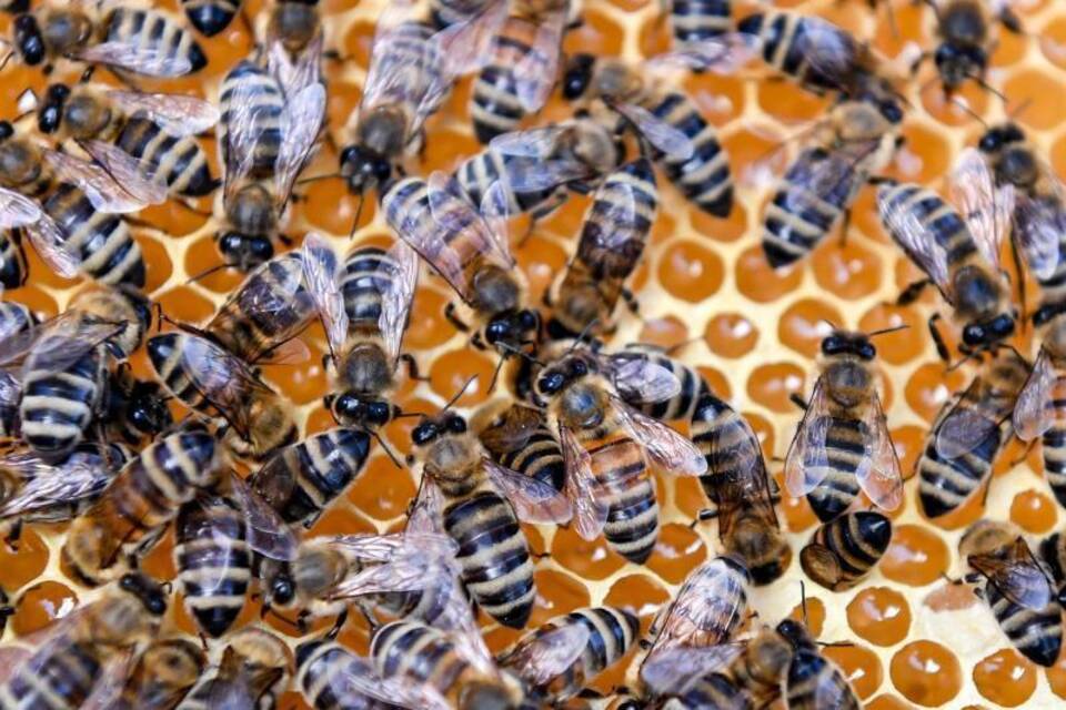 Britische Imker gegen Import von Bienen Britische Imker gegen Import von Bienen