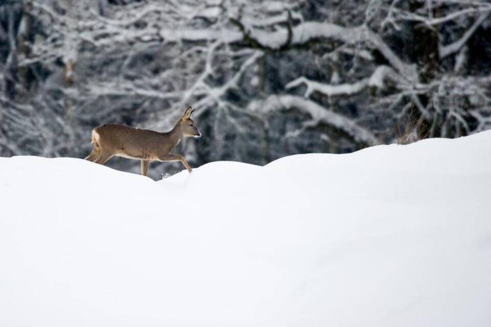 Reh im Schnee