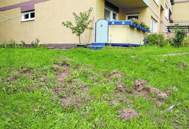 Wildschweine Treiben In Eberbach Ihr Unwesen Eberbach Rnz