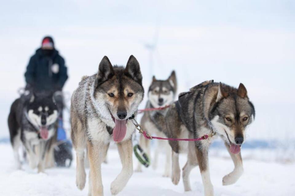 Schlittenhunde