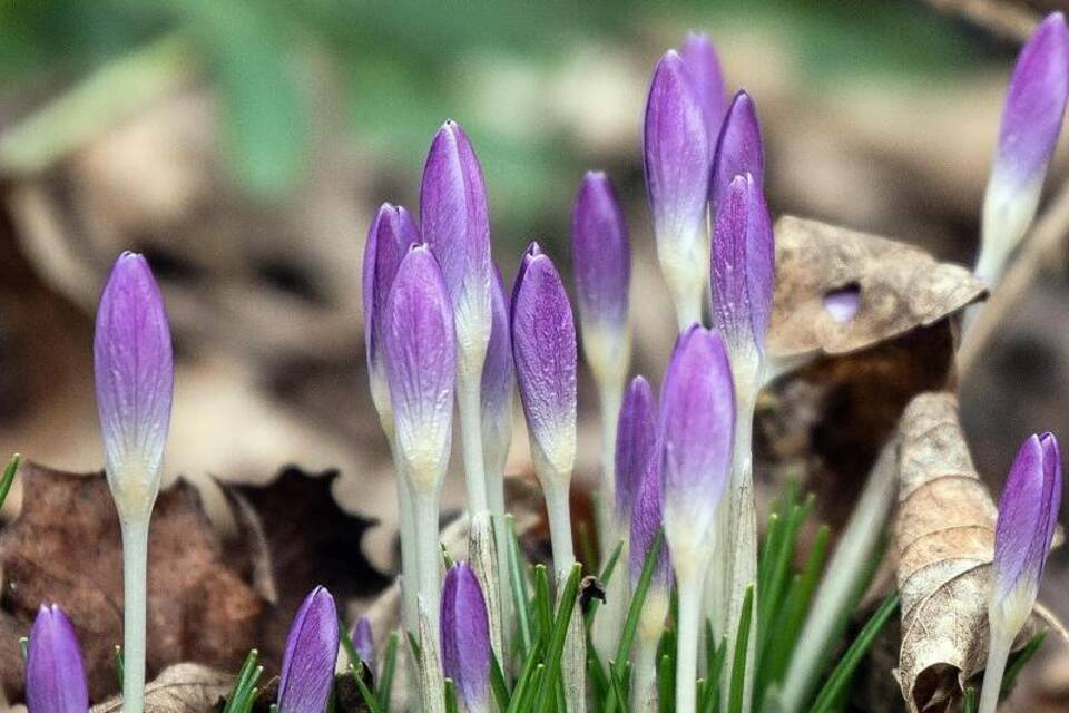 Krokusse Krokusse