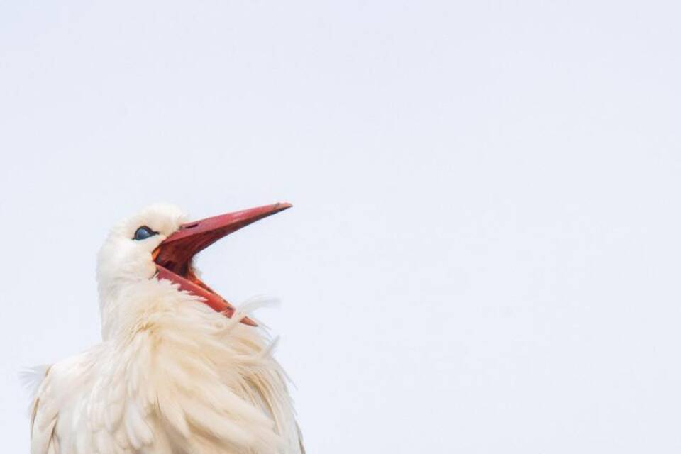 Storch Fridolin