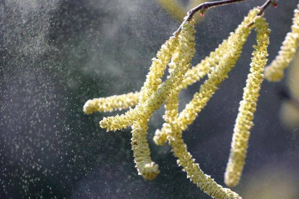 Hasel-Pollen Hasel-Pollen