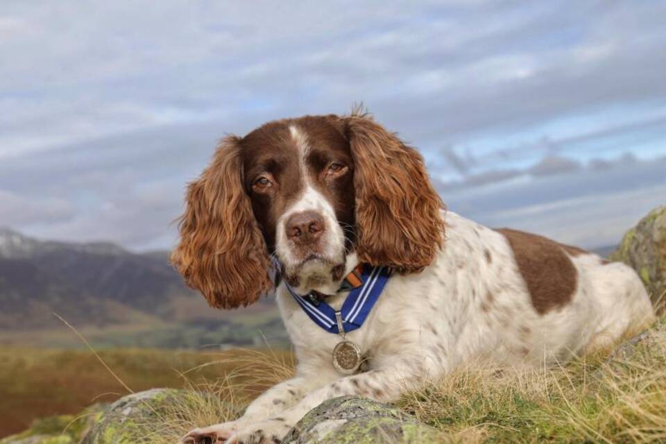 Spaniel Max