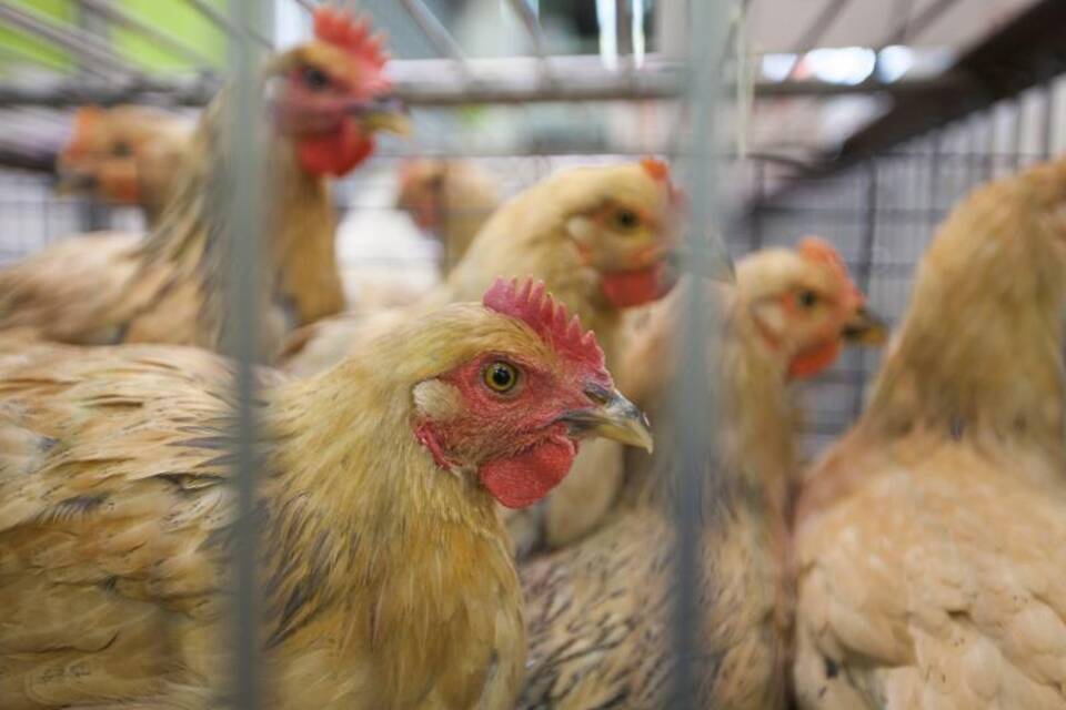 Vogelgrippe Vogelgrippe