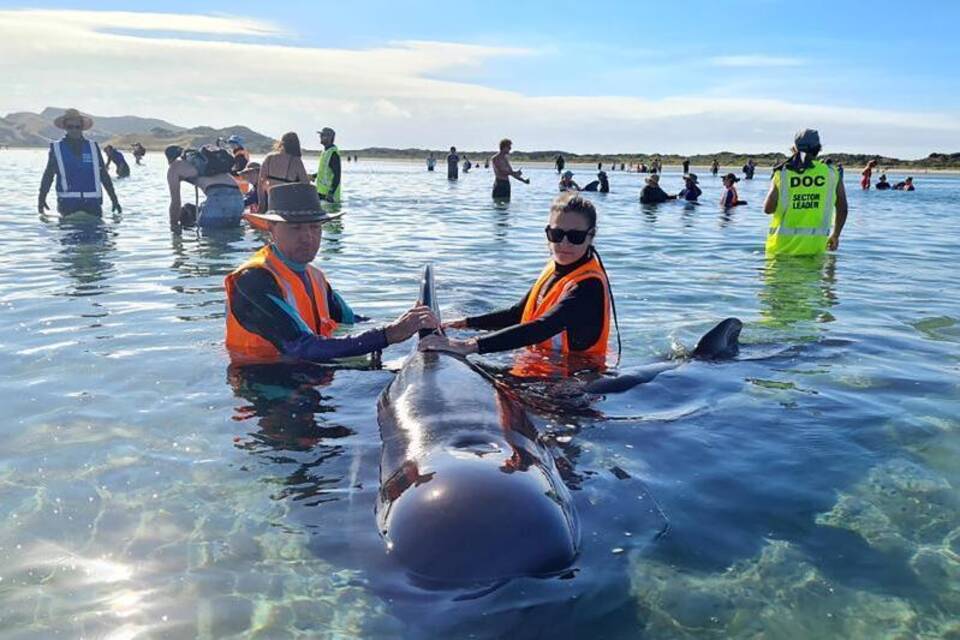 Walstrandung in Neuseeland