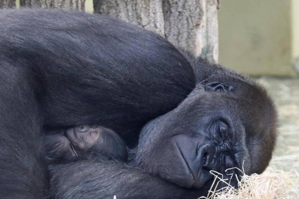 Mama und Baby Gorilla