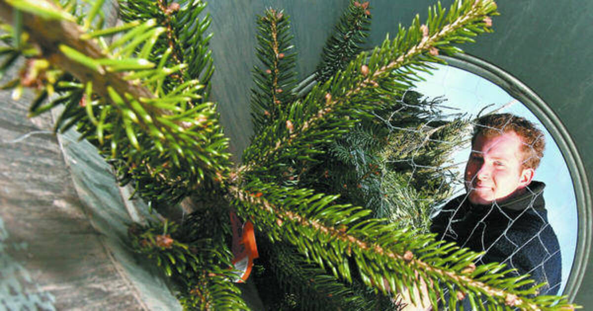 Weihnachtsbaum Tipps Douglasien Duften Mehr Als Nordmann Tannen Verbraucher Rnz