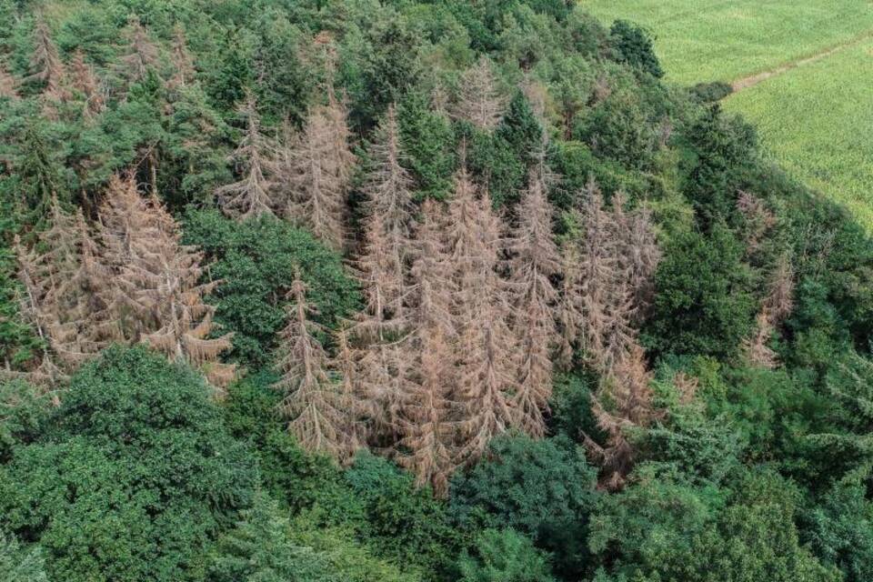 Waldschäden