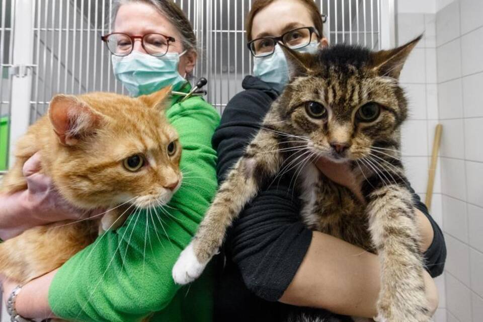 Katzen haben Corona überstanden: Neues Zuhause gesucht Katzen haben Corona überstanden: Neues Zuhause gesucht