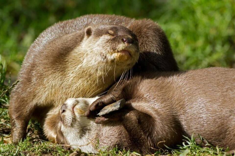 Warum spielen Otter mit Steinen? Warum spielen Otter mit Steinen?