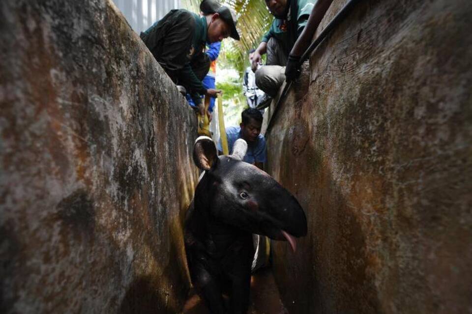 Tapir Tapir