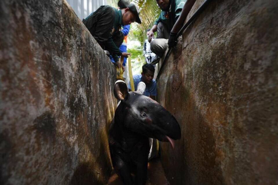 Tapir