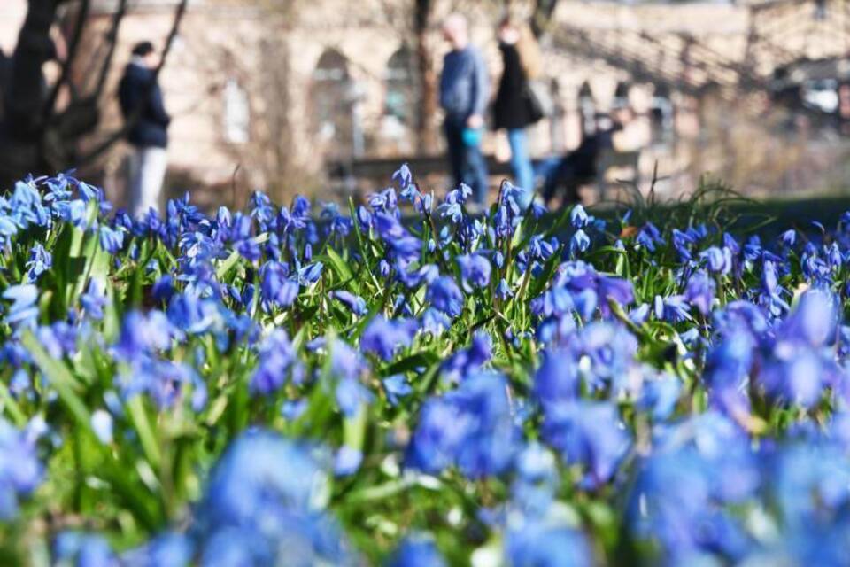 Blausterne im Botanischen Garten Karlsruhe