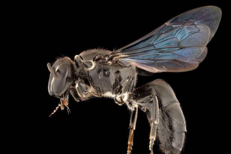 Seit 100 Jahren verschollene Bienenart in Australien entdeckt