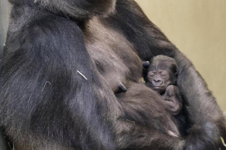 Gorilla-Nachwuchs im Zoo Berlin