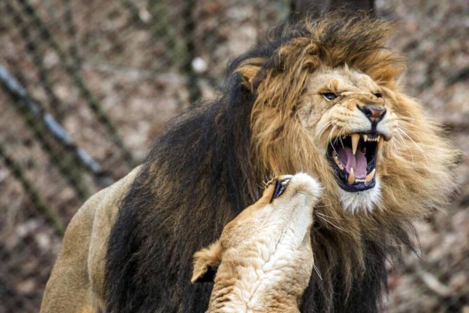 Löwen Löwen