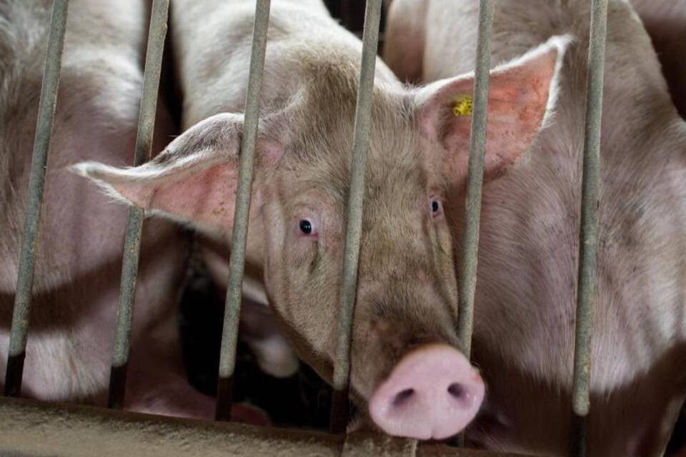 Schweinestall Schweinestall