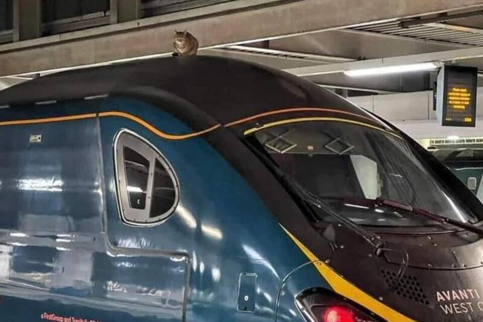 Katze auf einem Zug Katze auf einem Zug