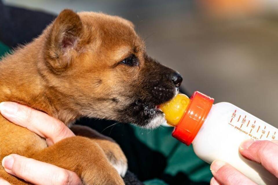 Dingo-Welpe Dingo-Welpe