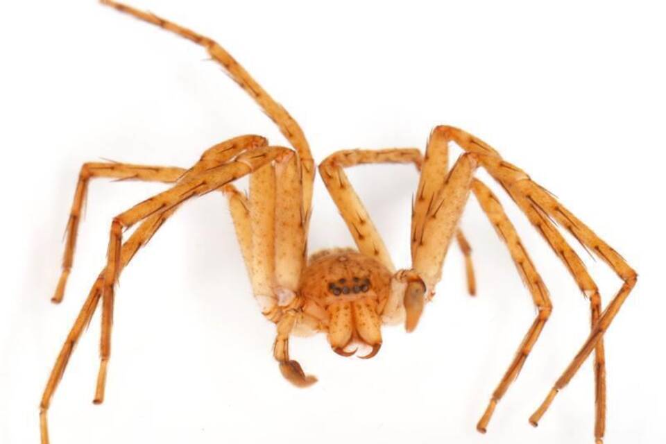 Thunberga malala Thunberga malala
