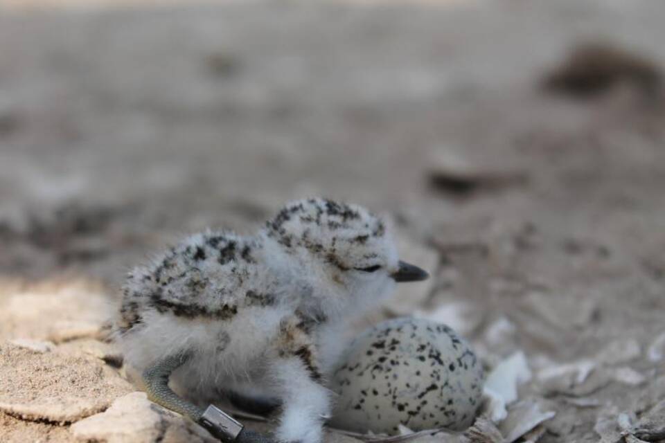Schneeregenpfeifer-Küken Schneeregenpfeifer-Küken