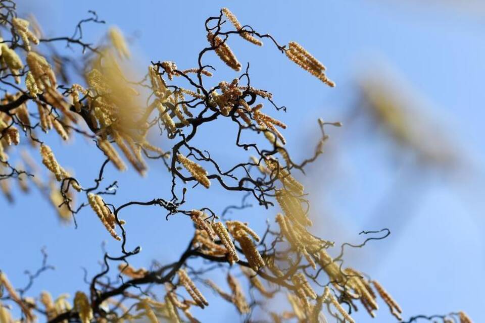 Pollenflug Pollenflug