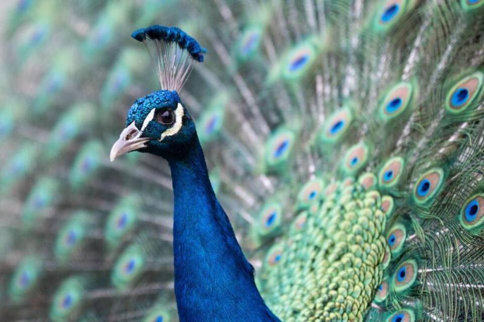 Pfau