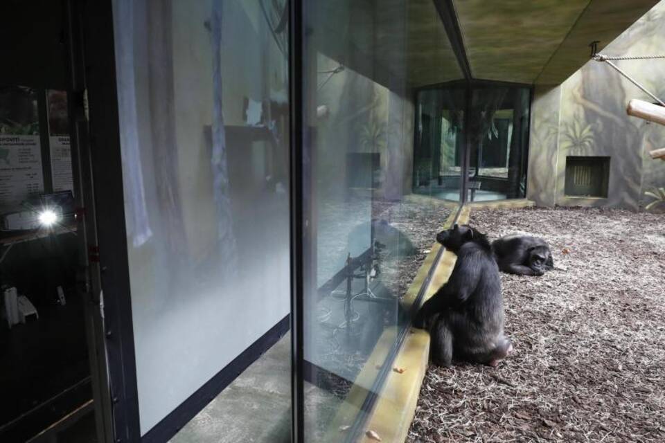 Videoschalte für gelangweilte Zoo-Schimpansen