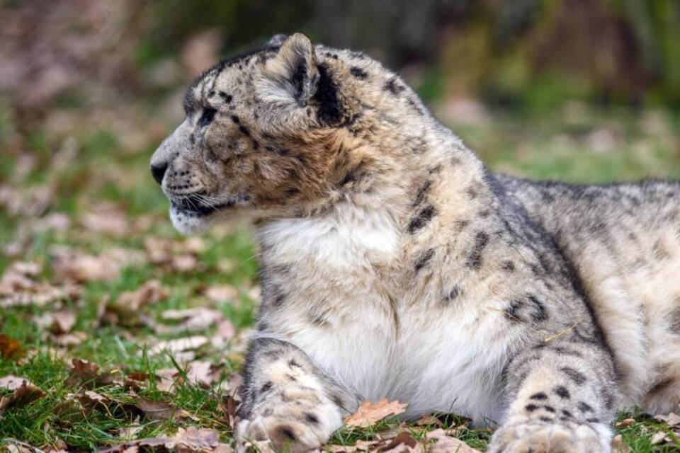 Schneeleopard Schneeleopard