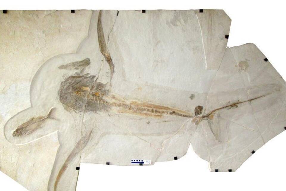 Forscherteam entdeckt 93 Millionen Jahre alten «Adlerhai»