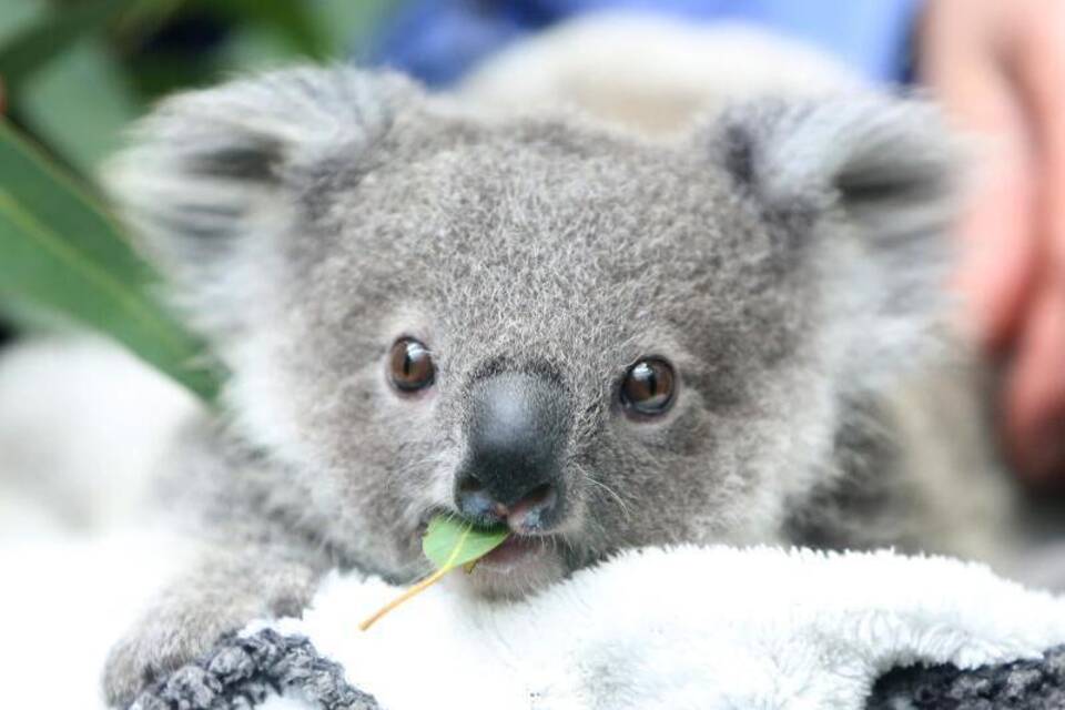 Koala mit Eukalyptusblatt