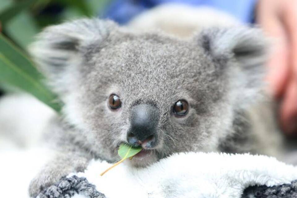 Koala mit Eukalyptusblatt Koala mit Eukalyptusblatt