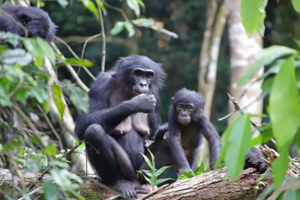 Bonobo-Weibchen und Junges