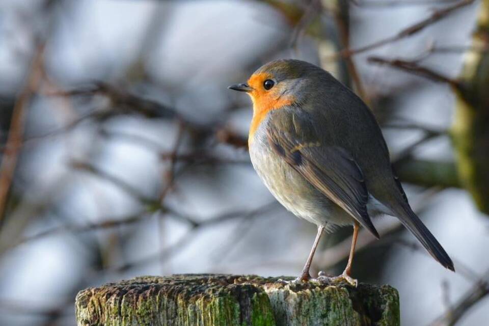 Rotkehlchen