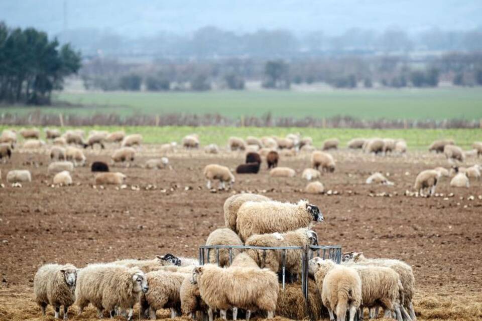 Schafe in Großbritannien
