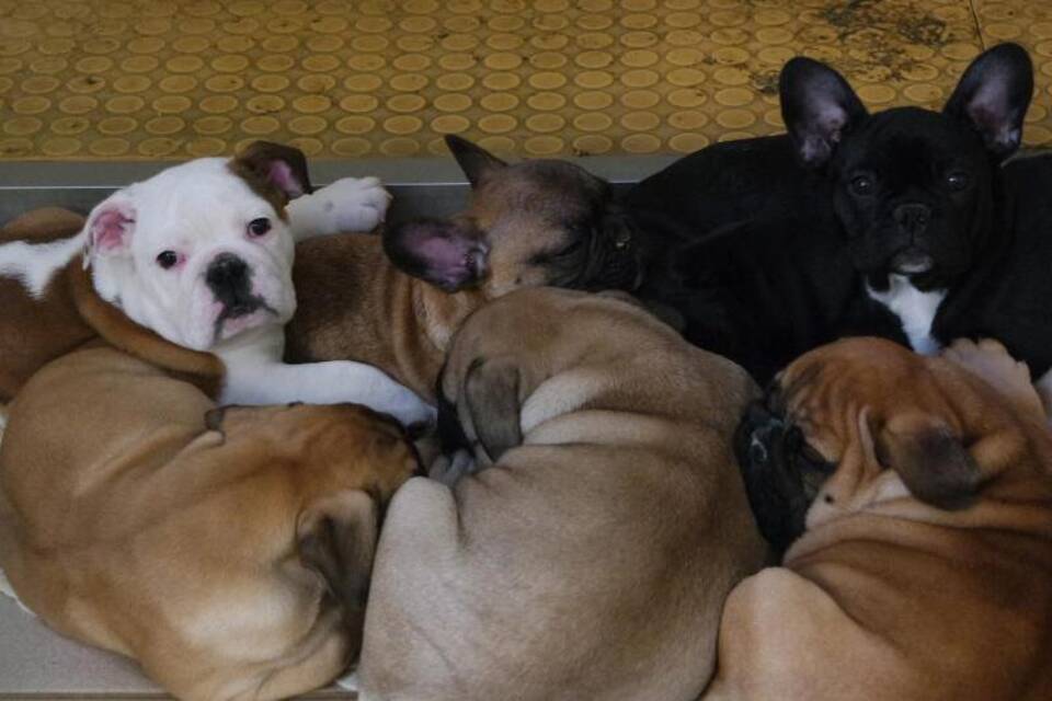 Geschmuggelte Hunde Geschmuggelte Hunde