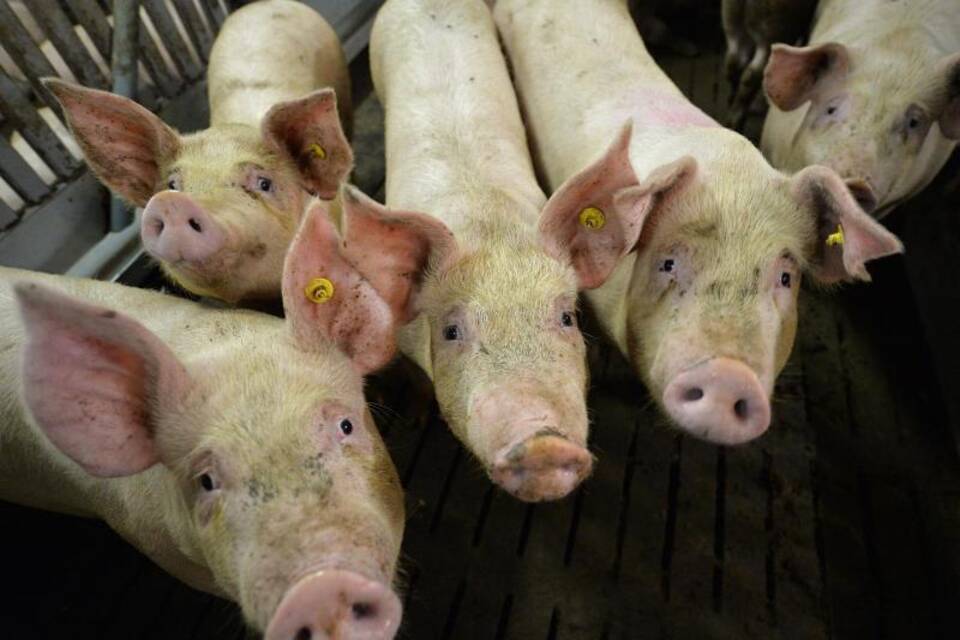 Tierschutzkontrollen Tierschutzkontrollen