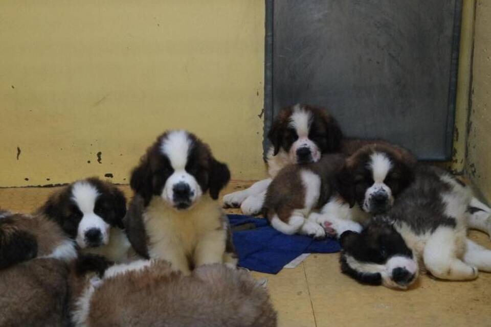 Hundewelpen Hundewelpen