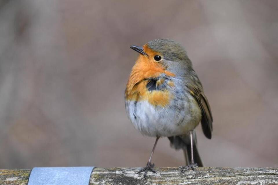Rotkehlchen Rotkehlchen