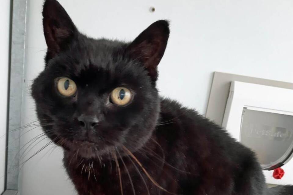 Kater Jess Kater Jess
