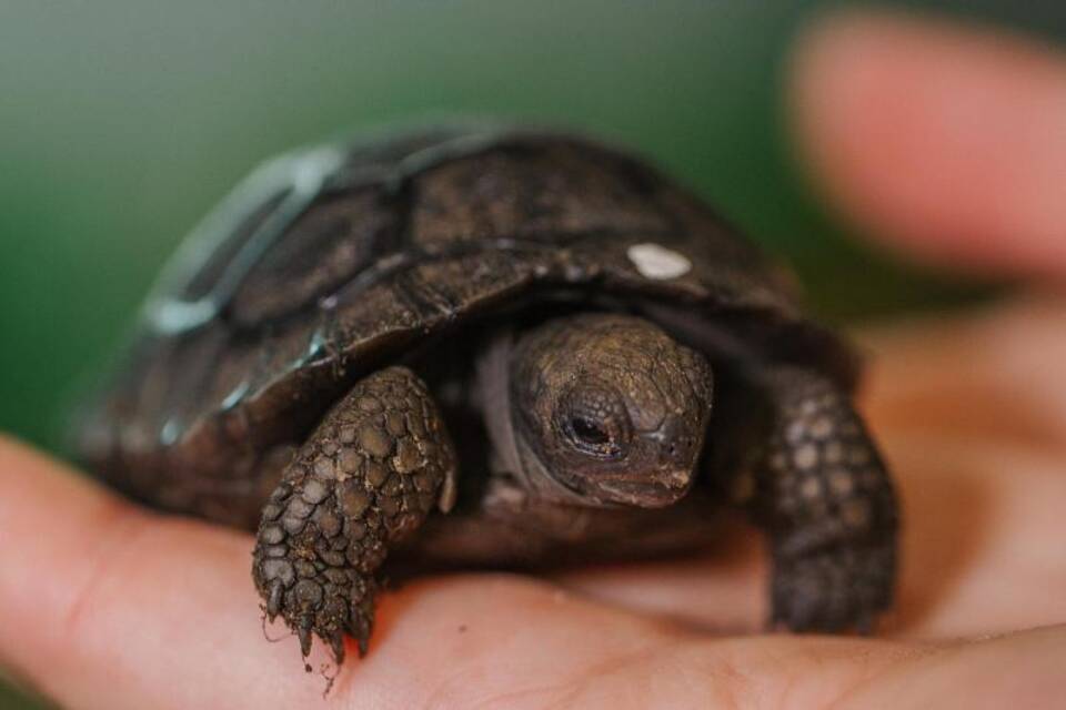 Galapagos-Schildkröte Galapagos-Schildkröte