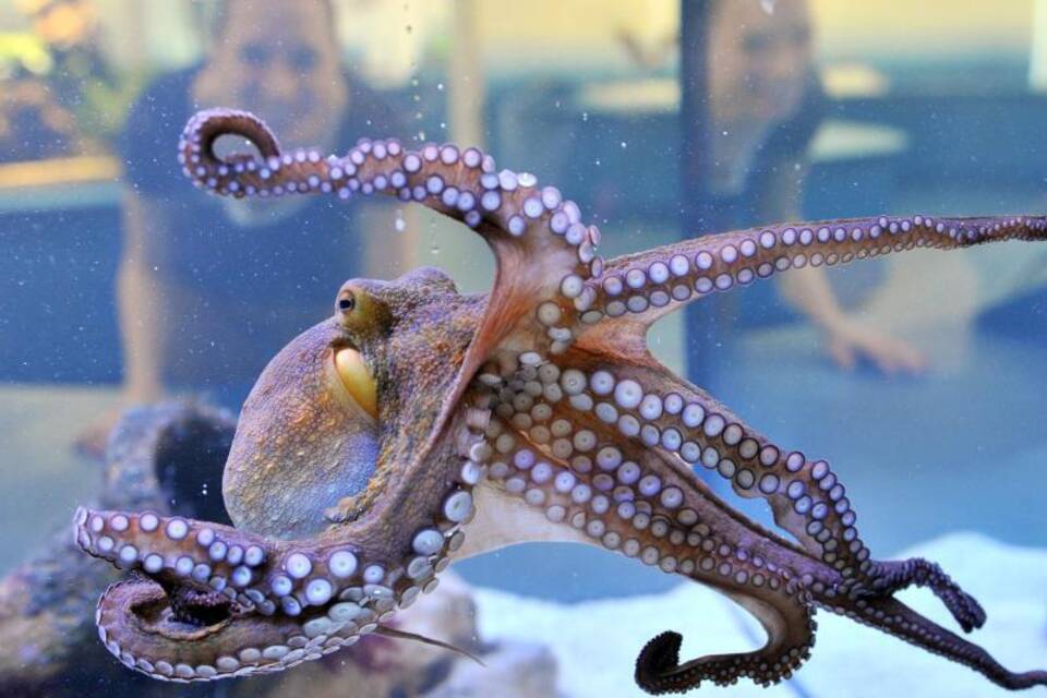 KINA - Farbwechsel beim träumenden Oktopus KINA - Farbwechsel beim träumenden Oktopus