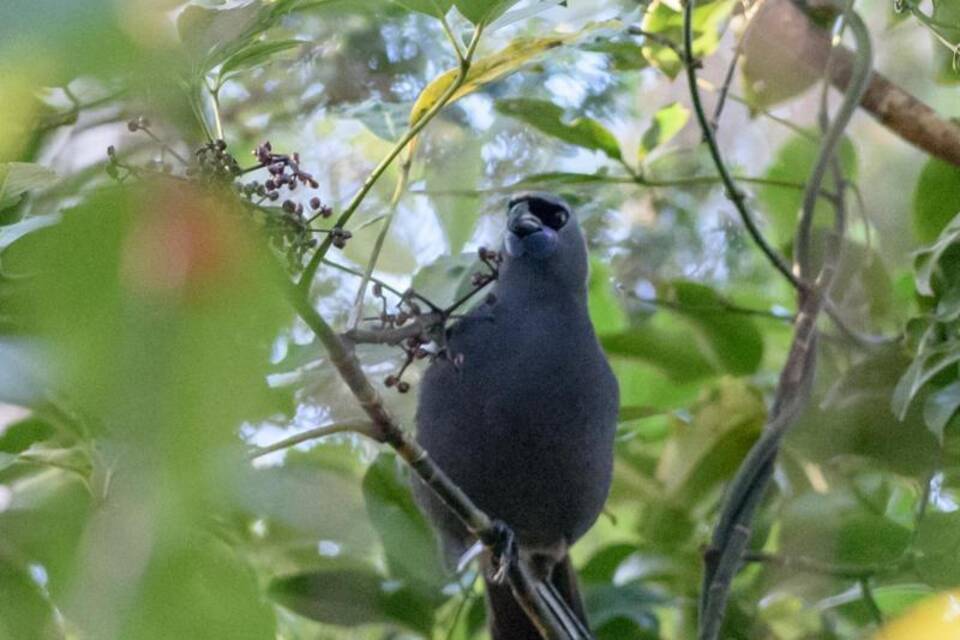 Ein Kokako Ein Kokako