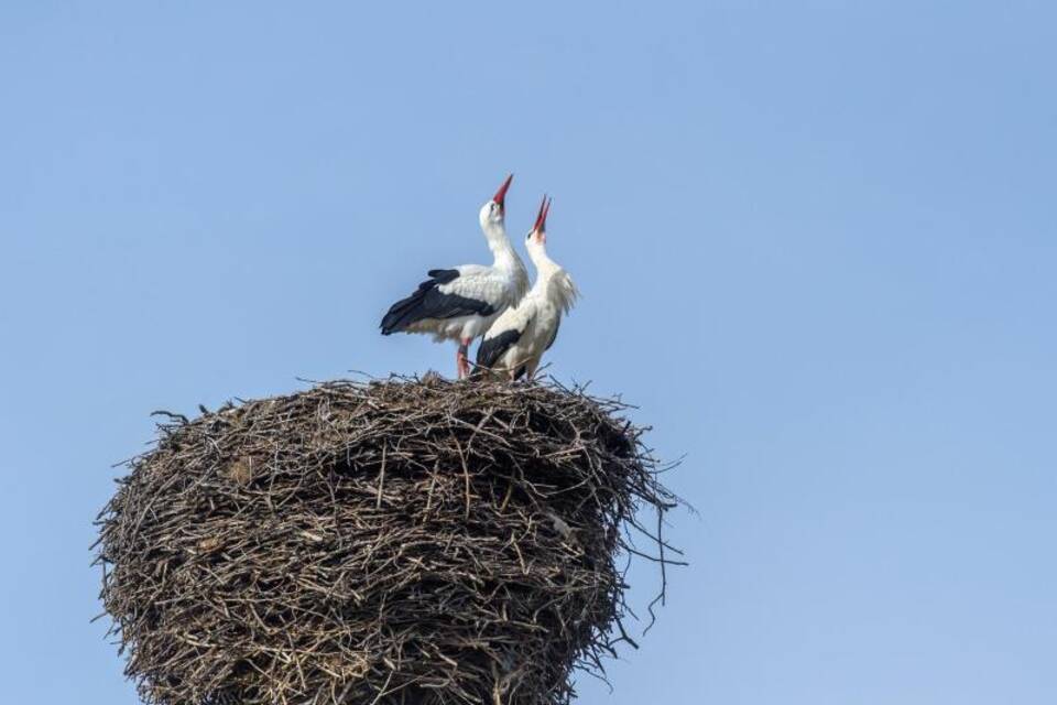 Storchen-Paar Storchen-Paar