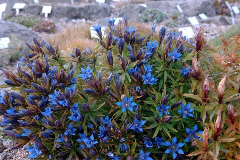 Blaue Blüten Blaue Blüten