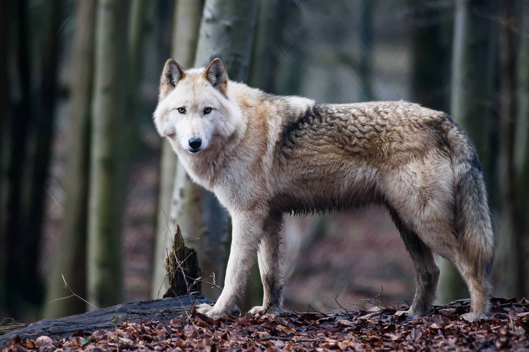 Die Wildnis Aufs Sofa Wolf Hund Mischlinge Als Haustiere Magazin Rnz